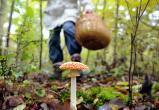 Три человека погибли от отравления грибами в Брестской области