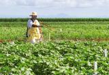 Битва за урожай: как фермеры по всему миру воюют с технологиями производства ГМО-растений. Даже ценой голода