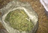У брестчанина нашли более 3 кг марихуаны