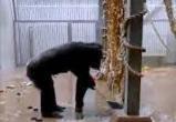 В зоопарке Таллина шимпанзе сам подмел пол и помыл окна вольера (видео)