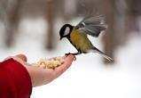 Памятка, чем можно и нельзя кормить птиц зимой  	