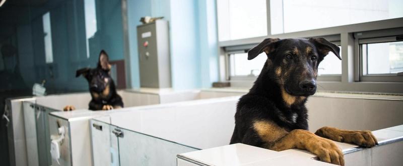 Собаки в лаборатории одной из крупнейших компаний по клонированию животных Sooam Biotech Research Foundation