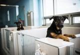 Собаки в лаборатории одной из крупнейших компаний по клонированию животных Sooam Biotech Research Foundation