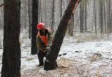 Молодого вальщика леса убило деревом в Ганцевичском районе