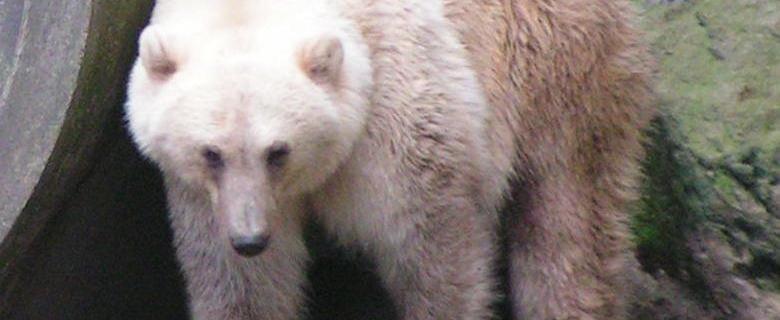 Гибрид белого и бурого медведя в Оснабрюском зоопарке