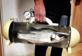 В Японии изобрели переноску для выгула рыб