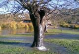 Редчайшее явление: дерево превращается в фонтан во время дождя