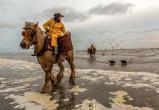 Лошади-тяжеловесы ловят креветок на побережье Бельгии