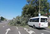 В Бресте на маршрутку упало дерево во время рейса