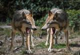 Хорватия изнывает от нашествия волков