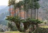 Японцы уже 700 лет производят древесину без вырубки деревьев