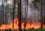 В окрестностях Иерусалима разгорелись лесные пожары (видео)