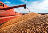 Запрет на вывоз зерна ввели в Беларуси на полгода