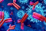 Выживаемость при коронавирусе зависит от уровня специфических антител