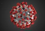 Найден способ почти стопроцентной защиты от коронавируса