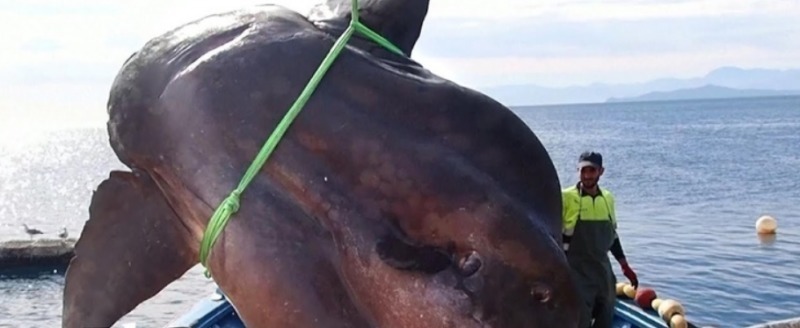 У берегов Испании была поймана луна-рыба весом 2 тонны