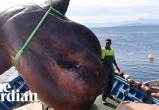 У берегов Испании была поймана луна-рыба весом 2 тонны