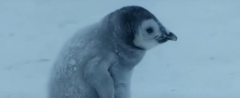 Потерявшийся пингвиненок ищет маму: трогательное видео