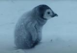Потерявшийся пингвиненок ищет маму: трогательное видео