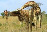 Жестокие битвы жирафов: странная борьба длинными шеями