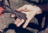 Новая темная эра: перед человечеством маячит костлявая рука голода