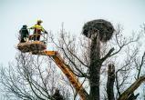 Чешский зоопарк показал содержимое гнезда аистов