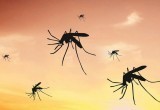 В Калифорнии и Флориде вот-вот выпустят 2 миллиарда генетически модифицированных комаров