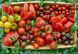 Лучшие сорта томатов – характеристика и фото