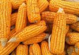 Как правильно выращивать кукурузу на своем участке