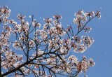Напоминание садоводу: чем и зачем обрабатывать деревья в апреле