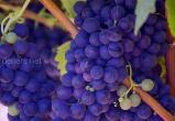 Сорта винограда устойчивые к низким температурам