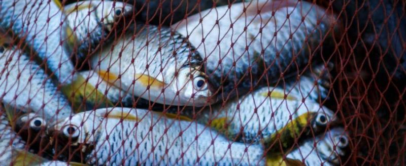 В Брестской области уже возбудили шесть уголовных дел за лов рыбы в период нереста
