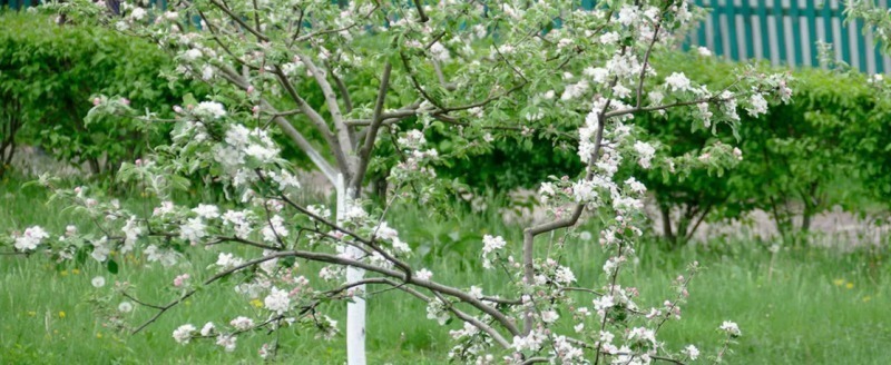 Уход за молодыми яблонями весной. Что надо сделать, чтобы было много плодов