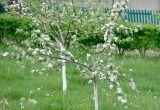 Уход за молодыми яблонями весной. Что надо сделать, чтобы было много плодов