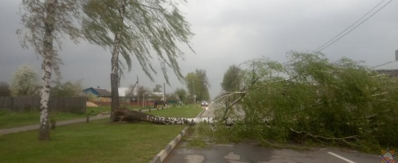 Ураганный ветер лишил электричества населенные пункты в трех областях Беларуси