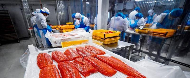 «Санта Бремор» приостановила поставки красной рыбы в Россию