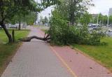 В Бресте вчера ветер повалил четыре дерева