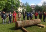 Десять дубовых скульптур появятся в брестском парке