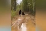 Драка медведей на лесной дороге в Якутии попала на видео
