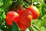 Секреты получения богатого урожая помидоров