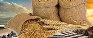 Путин и Лукашенко предлагают вывозить украинское зерно через Беларусь 