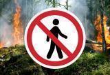 В Брестской области введены ограничения на посещение лесов в 10 районах