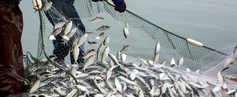 Япония лишилась российской квоты на вылов рыбы у Курильских островов