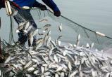 Япония лишилась российской квоты на вылов рыбы у Курильских островов