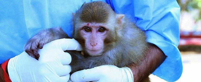 В Германии выявлены уже более 1000 больных оспой обезьян