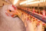Птицеводы Германии предупредили правительство ФРГ о возможном дефиците мяса и яиц из-за недостатка газа