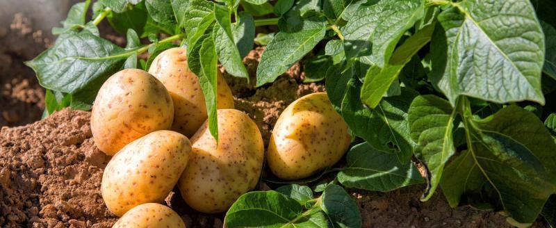 Как спасти урожай картофеля в жару