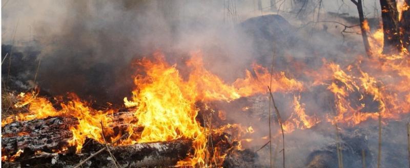 Минлесхоз Беларуси заявил о приближении фронта лесных пожаров с территории Украины