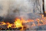 Минлесхоз Беларуси заявил о приближении фронта лесных пожаров с территории Украины