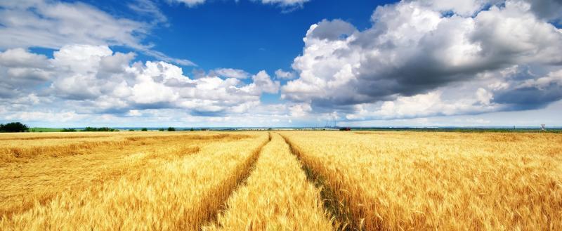 Spiegel пишет, что ожидаемый урожай пшеницы на Украине в этом году будет значительно меньше прошлогоднего